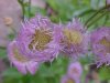 Philadelphia Fleabane (Erigeron philadelphicus)