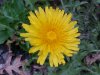 Common Dandelion (Taraxacum officinale)