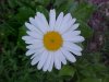 Oxeye Daisy (Leucanthemum vulgare)