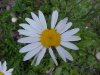 Oxeye Daisy (Leucanthemum vulgare)