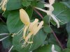 Japanese Honeysuckle (Lonicera japonica)