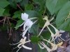 Japanese Honeysuckle (Lonicera japonica)