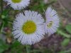 Philadelphia Fleabane (Erigeron philadelphicus)