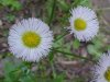 Philadelphia Fleabane (Erigeron philadelphicus)