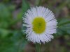 Philadelphia Fleabane (Erigeron philadelphicus)