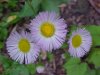 Philadelphia Fleabane (Erigeron philadelphicus)