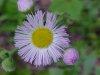 Philadelphia Fleabane (Erigeron philadelphicus)