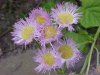 Philadelphia Fleabane (Erigeron philadelphicus)