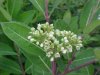 Indian Hemp (Apocynum cannabinum) (A Dogbane - True Hemp is Cannabis; another family)