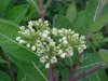 Indian Hemp (Apocynum cannabinum) (A Dogbane - True Hemp is Cannabis; another family)
