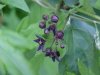 Black swallow-wort (Cynanchum nigrum; Cynanchum rossicum)