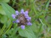 Heal-all; Self-heal (Prunella vulgaris)