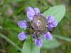 Heal-all; Self-heal (Prunella vulgaris)