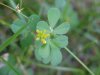 Black Medick (Medicago lupulina)