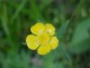 Common Buttercup (Ranunculus acris)