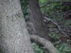 Squirrels of LDEO, Columbia Univ., Palisades, N.Y., USA