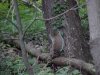 Squirrels of LDEO, Columbia Univ., Palisades, N.Y., USA