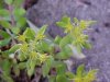 Stringy Stonecrop, Yellow Moss, Graveyard Moss (Sedum sarmentosum) - thanks to Gottfried Unger for correction: was misidentified as Wild Stonecrop (Sedum ternatum)