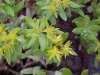 Stringy Stonecrop, Yellow Moss, Graveyard Moss (Sedum sarmentosum) - thanks to Gottfried Unger for correction: was misidentified as Wild Stonecrop (Sedum ternatum)