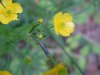 Common Buttercup (Ranunculus acris)
