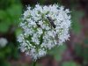 Swamp Valerian; (Valeriana uliginosa)