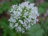 Swamp Valerian; (Valeriana uliginosa)