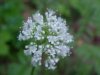Swamp Valerian; (Valeriana uliginosa)