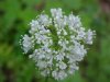 Swamp Valerian; (Valeriana uliginosa)
