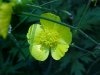 Common Buttercup (Ranunculus acris)