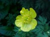Common Buttercup (Ranunculus acris)