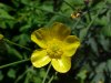 Common Buttercup (Ranunculus acris)