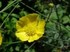 Common Buttercup (Ranunculus acris)