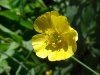 Common Buttercup (Ranunculus acris)