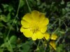 Common Buttercup (Ranunculus acris)