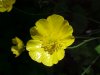 Common Buttercup (Ranunculus acris)
