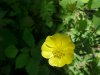 Common Buttercup (Ranunculus acris)