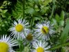 Daisy Fleabane (Erigeron annus)