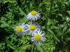 Daisy Fleabane (Erigeron annus)