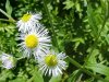 Daisy Fleabane (Erigeron annus)