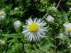 Daisy Fleabane (Erigeron annus)