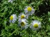 Daisy Fleabane (Erigeron annus)