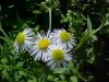 Daisy Fleabane (Erigeron annus)