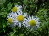 Daisy Fleabane (Erigeron annus)