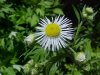 Daisy Fleabane (Erigeron annus)