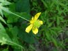 Common Buttercup (Ranunculus acris)