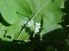 Garlic Mustard (Alliaria petiolata)