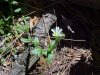 Mouse-ear Chickweed (Cerastium fontanum)