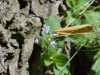 Common Speedwell (Veronica officinalis)