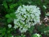 Swamp Valerian; (Valeriana uliginosa)
