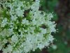 Swamp Valerian; (Valeriana uliginosa)